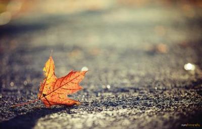 一叶知秋是什么树