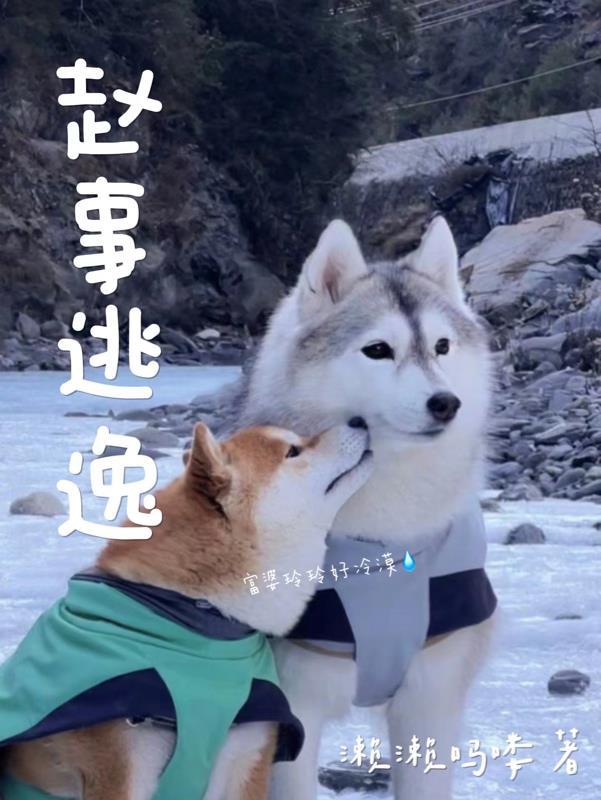 肇事逃逸司机没钱赔怎么办